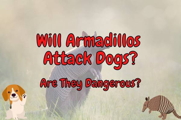 Are armadillos bad for dogs