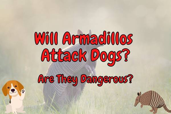 Do Armadillos Bite? Will They Attack Dogs?