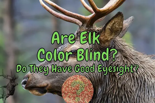 Are Elk Color Blind? (What Do They See?)