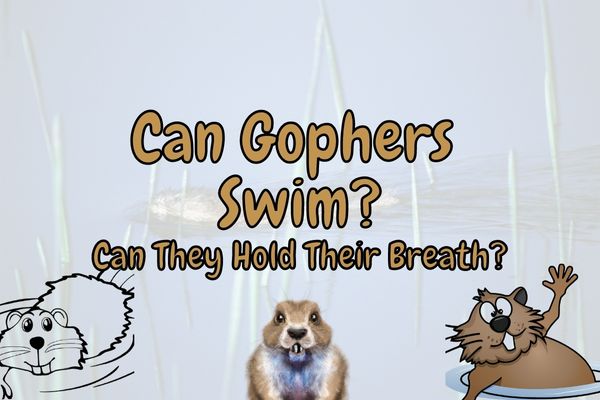 A title image of gopher swimming