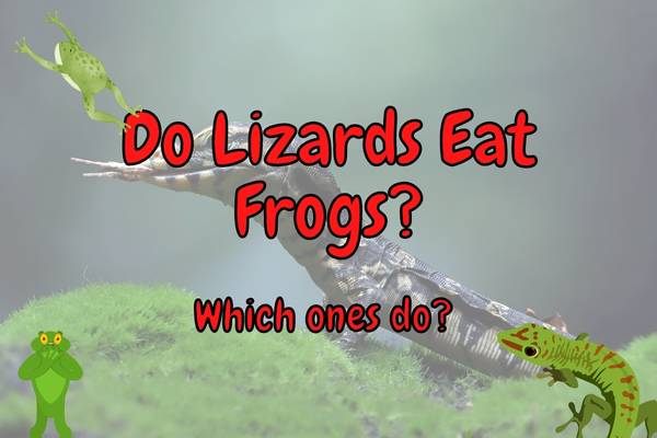 Do Lizards Eat Frogs? (Answered!)