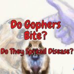 Do Gophers Bite – Do They Spread Disease?