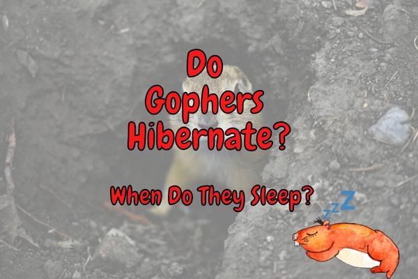 Do Gophers Hibernate? (When Do They Sleep?)