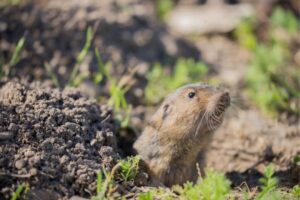 What Do Gophers Eat? (What Plants Are Safe?) – Outlife Expert