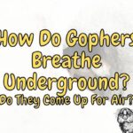 How Do Gophers Breathe Underground? (Answered!)