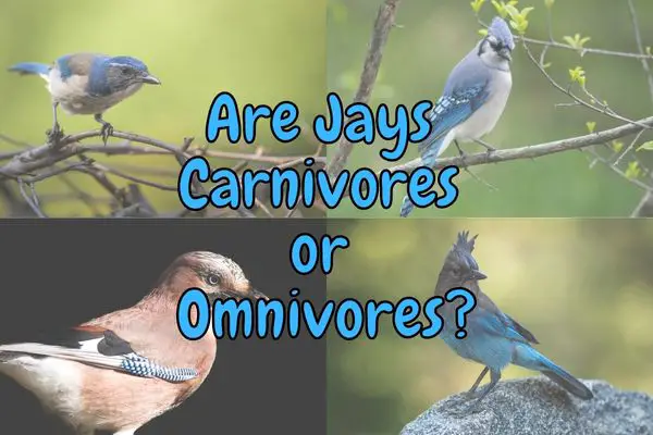 Are Blue Jays Carnivores or Omnivores? (Explained!)