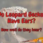 Do Leopard Geckos Have Ears? (Do They Hear Well?)