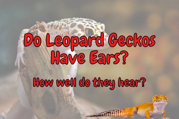 Do Leopard Geckos Have Ears? (Do They Hear Well?)