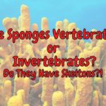 Are Sponges Vertebrates? (Do They Have A Skeleton?)