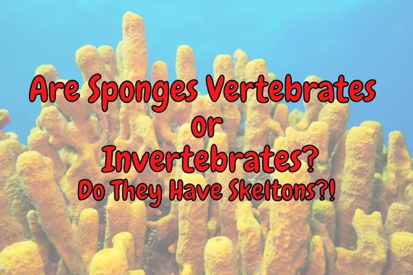 Are Sponges Vertebrates? (Do They Have A Skeleton?)