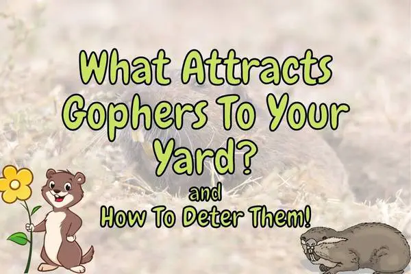 What Attracts Gophers To Your Yard? (What To Avoid!)