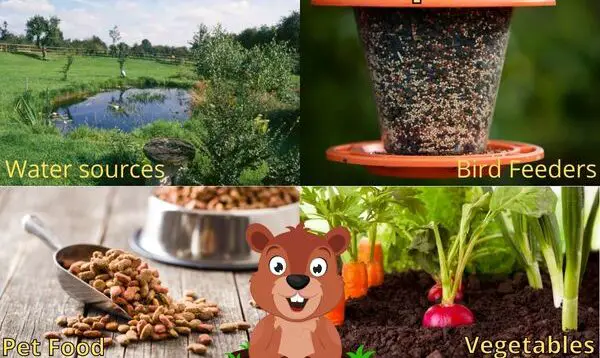 What Attracts Groundhogs to Your Yard? (How to avoid it!) – Outlife Expert