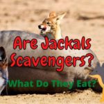 Are Jackals Scavengers? (Answered!)
