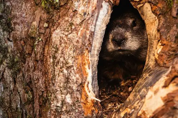 What Attracts Groundhogs to Your Yard? (How to avoid it!) – Outlife Expert