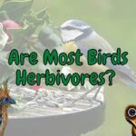 Are Birds are birds omnivores? (Answered!)