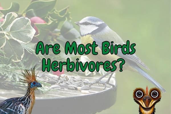 Are Birds are birds omnivores? (Answered!)
