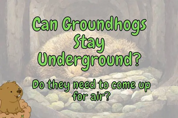 How Long Can Groundhogs Stay Underground? (Answered!)