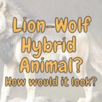 How would a lion-wolf hybrid look? (See for Yourself!)