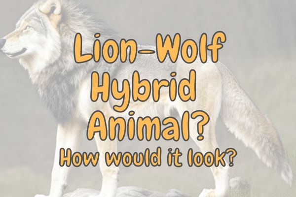How would a lion-wolf hybrid look? (See for Yourself!)