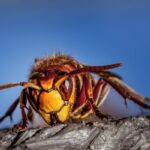 How Long Can Hornets Live Without Food? (Answered!)
