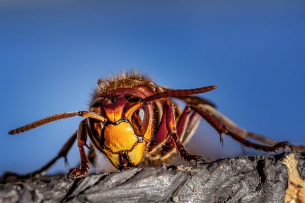 How Long Can Hornets Live Without Food? (Answered!)