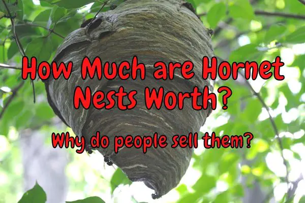 How Much are Hornet Nests Worth? (More Than You Think!)