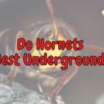 Do Hornets Live Underground? (Which Ones Do?)