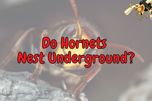 Do Hornets Live Underground? (Which Ones Do?)