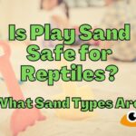 Is Play Sand Safe for Reptiles? (How To Prepare It!)
