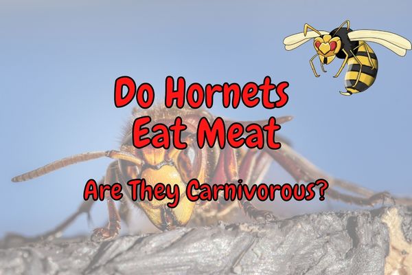 Do Hornets Eat Meat (Are They Carnivores)?