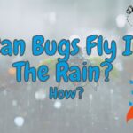 Can Bugs Fly in the Rain? (Some can – here is how!)