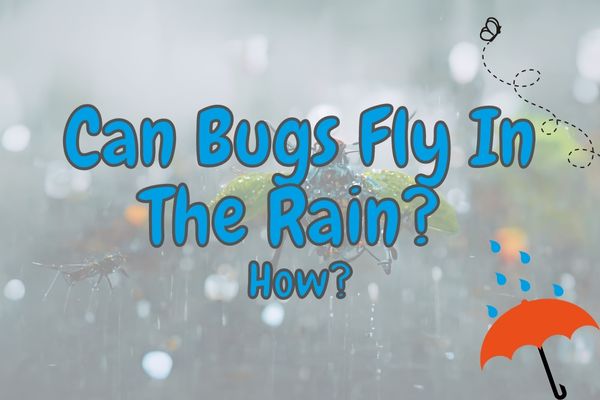 Can Bugs Fly in the Rain? (Some can – here is how!)