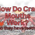 Crab Mouth Anatomy – How Do Crab Mouths Work?
