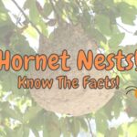 Hornets Nests – Everything You Need to Know!