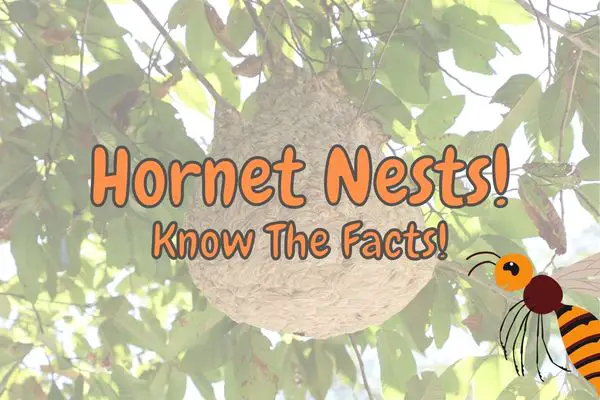 Hornet nest cover photo
