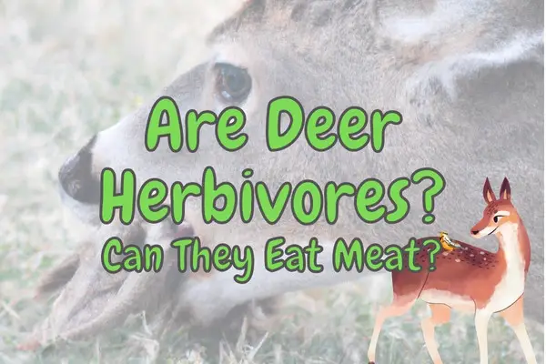 Are Deer Herbivores (Do They Eat Meat?)