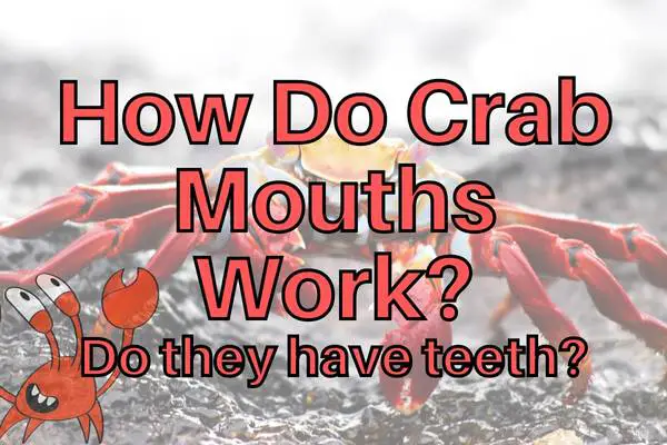 Everything about the mouths of crabs