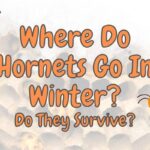 Where Do Hornets Go in the Winter? (Answered!)