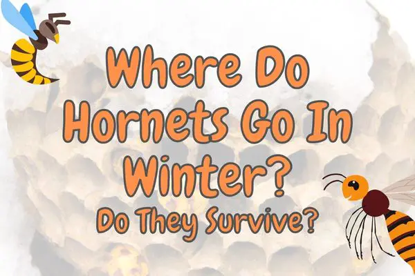 Where Do Hornets Go in the Winter? (Answered!)