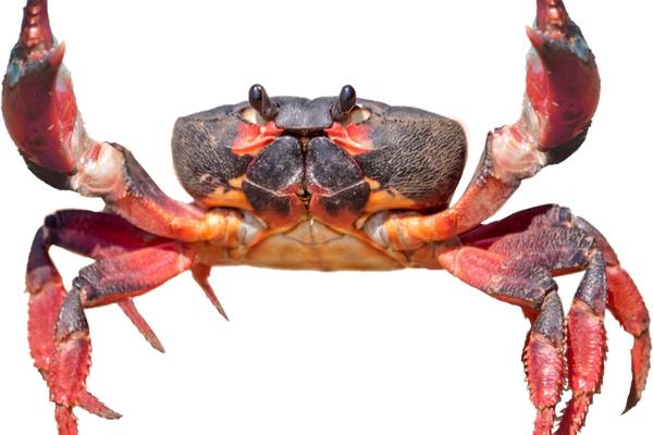 A crab with its mouth visible