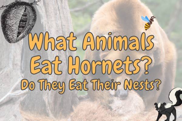 What Animals Eat Hornets and Their Nests? (Answered!)