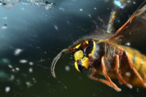 How Long Can Hornets Live Without Food? (Answered!) – Outlife Expert
