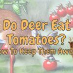 Do Deer Eat Tomatoes and Tomato Plants? (How to stop it!)