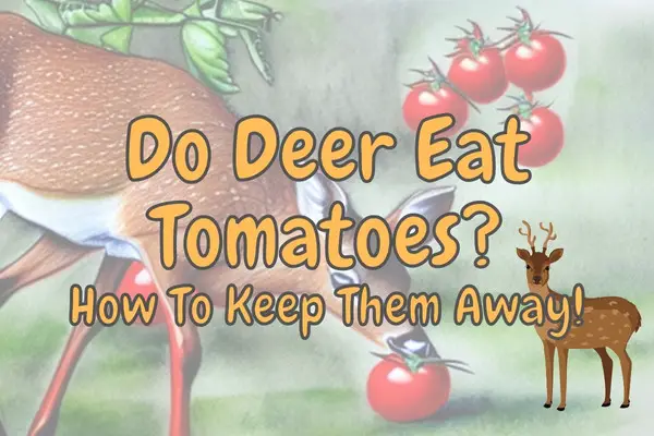 Do Deer Eat Tomatoes and Tomato Plants? (How to stop it!)