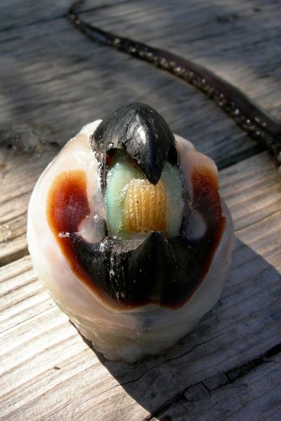 a squid beak