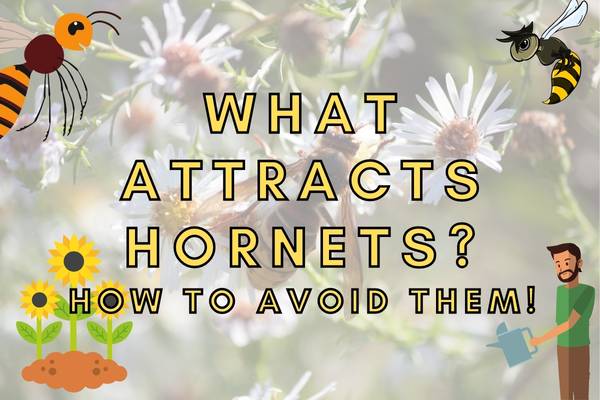 What Attracts Hornets to Your Yard?