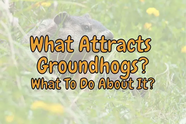 What Attracts Groundhogs to Your Yard? (How to avoid it!)
