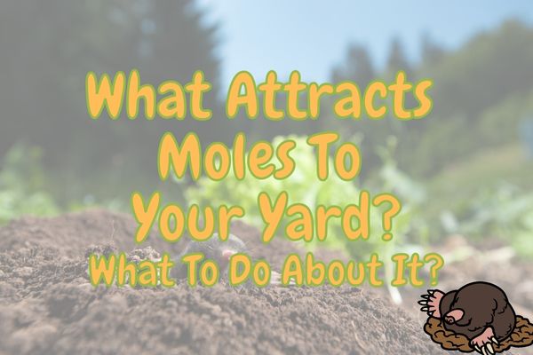 What Attracts Moles to A Yard? (How To Deter Them!)