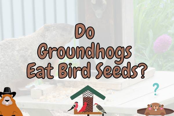 Do Groundhogs Eat Bird Seeds? (How To Avoid It!)