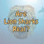 Are Lion Sharks Real? (How do they look?)